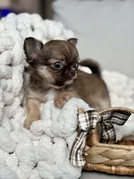Anastasia - Tiny , a female Chihuahua for sale in Beaumont, TX – 2 of 7