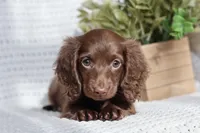 AKC Shasta, a female Miniature Dachshund for sale in Beaumont, TX – 2 of 10