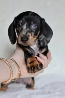 Blue eye - Rigby , a male Miniature Dachshund for sale in Fannett, TX – Photo 2 of 5
