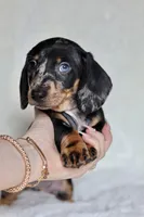 Blue eye - Rigby , a male Miniature Dachshund for sale in Fannett, TX – Photo 5 of 5