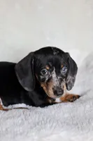 Blue eye - Rigby , a male Miniature Dachshund for sale in Fannett, TX – Photo 4 of 5