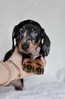 Blue eye - Rigby , a male Miniature Dachshund for sale in Fannett, TX – Photo 3 of 5