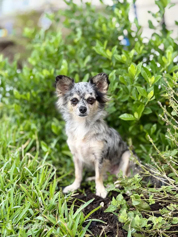 Remi - Spayed – Chihuahua puppy for sale in Beaumont, TX
