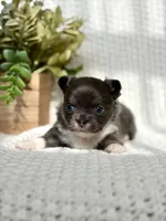 Blue , a male Chihuahua for sale in Beaumont, TX – 6 of 8