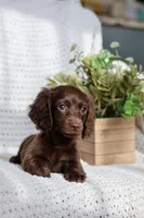 Aria , a female Miniature Dachshund for sale in Beaumont, TX – 9 of 10