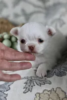Tiny Mochi , a male Chihuahua for sale in Fannett, TX – Photo 6 of 9