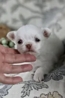 Tiny Mochi , a male Chihuahua for sale in Fannett, TX – Photo 3 of 9