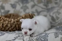 Tiny Mochi , a male Chihuahua for sale in Fannett, TX – Photo 8 of 9