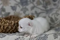 Tiny Mochi , a male Chihuahua for sale in Fannett, TX – Photo 7 of 9