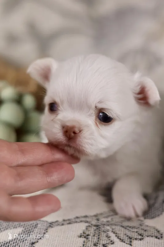 Tiny Mochi  – Chihuahua puppy for sale in Fannett, TX