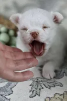 Tiny Mochi , a male Chihuahua for sale in Fannett, TX – Photo 2 of 9