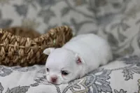 Tiny Mochi , a male Chihuahua for sale in Fannett, TX – Photo 9 of 9