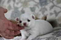 Tiny Mochi , a male Chihuahua for sale in Fannett, TX – Photo 5 of 9