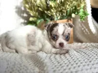 Rosie , a female Chihuahua for sale in Beaumont, TX – 4 of 10