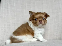 Max - blue eyes , a male Chihuahua for sale in Beaumont, TX – 4 of 7