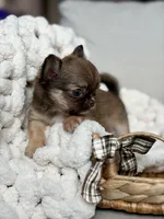 Anastasia - Tiny , a female Chihuahua for sale in Beaumont, TX – 4 of 7
