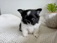 Mighty, a male Chihuahua for sale in Beaumont, TX – 2 of 5