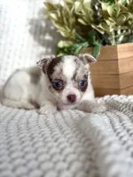 Rosie , a female Chihuahua for sale in Beaumont, TX – 5 of 10