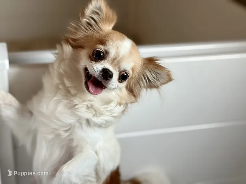 Emmy - Spayed  – Chihuahua puppy for sale in Beaumont, TX