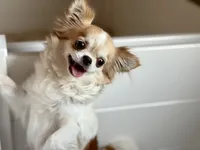 Emmy - Spayed , a female Chihuahua for sale in Beaumont, TX – 1 of 3