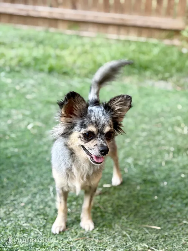 Remi - Spayed – Chihuahua puppy for sale in Beaumont, TX
