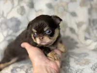 Flash, a male Chihuahua for sale in Beaumont, TX – 2 of 5