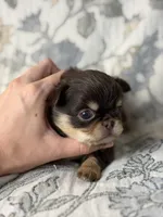 Flash, a male Chihuahua for sale in Beaumont, TX – 4 of 5