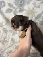 Flash, a male Chihuahua for sale in Beaumont, TX – 5 of 5