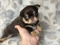 Flash, a male Chihuahua for sale in Beaumont, TX – 1 of 5