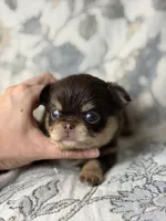 Flash, a male Chihuahua for sale in Beaumont, TX – 3 of 5