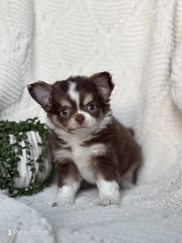 Dutch – Chihuahua puppy for sale in Beaumont, TX