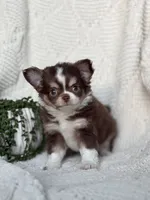Dutch, a male Chihuahua for sale in Beaumont, TX – 1 of 6