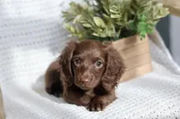 AKC Shasta, a female Miniature Dachshund for sale in Beaumont, TX – 9 of 10