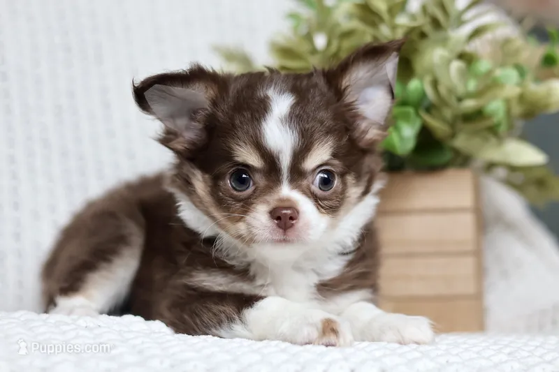 Dutch – Chihuahua puppy for sale in Beaumont, TX