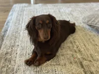 Choc and tan , a female Miniature Dachshund for sale in Beaumont, TX – 2 of 2
