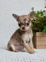 Blossom, a female Chihuahua for sale in Beaumont, TX – 3 of 4