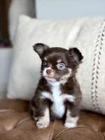 Scout, a male Chihuahua for sale in Beaumont, TX – 2 of 10