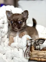 Anastasia - Tiny , a female Chihuahua for sale in Beaumont, TX – 3 of 7