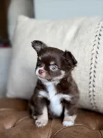 Scout, a male Chihuahua for sale in Beaumont, TX – 3 of 10