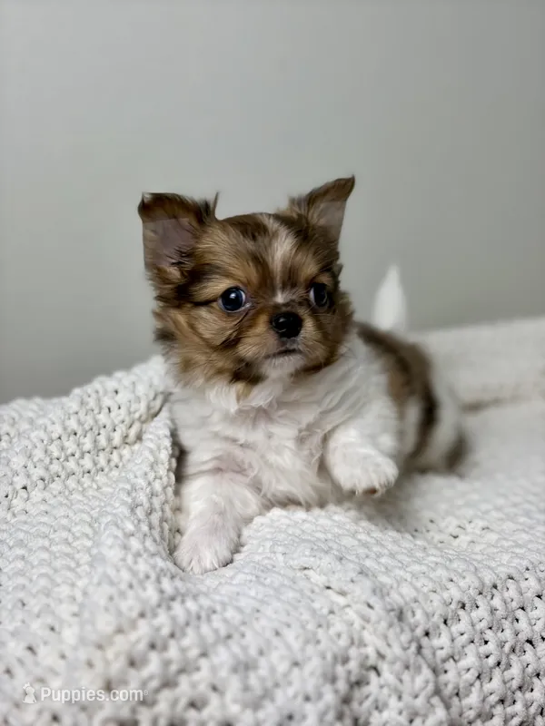 Milo – Chihuahua puppy for sale in Beaumont, TX