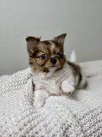 Milo, a male Chihuahua for sale in Beaumont, TX – 1 of 8
