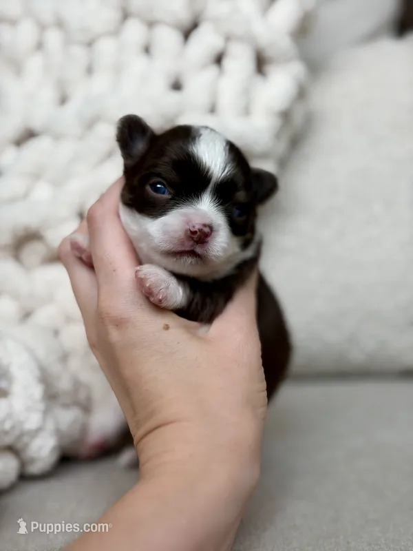 Sox – Chihuahua puppy for sale in Beaumont, TX