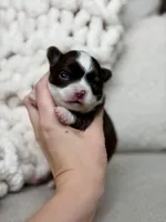 Sox, a male Chihuahua for sale in Beaumont, TX – 1 of 3
