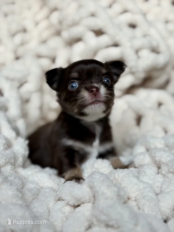 Astro – Chihuahua puppy for sale in Beaumont, TX