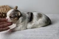 Violet - Merle CKC, a female Chihuahua for sale in Fannett, TX – Photo 4 of 7