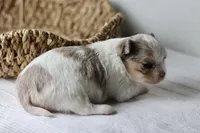 Violet - Merle CKC, a female Chihuahua for sale in Fannett, TX – Photo 6 of 7