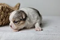 Violet - Merle CKC, a female Chihuahua for sale in Fannett, TX – Photo 2 of 7