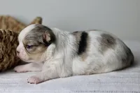 Violet - Merle CKC, a female Chihuahua for sale in Fannett, TX – Photo 7 of 7