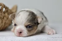 Violet - Merle CKC, a female Chihuahua for sale in Fannett, TX – Photo 5 of 7