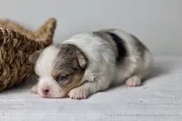 Violet - Merle CKC, a female Chihuahua for sale in Fannett, TX – Photo 1 of 7